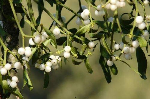 槲寄生的联系,古老植物的神奇功效与民间传说